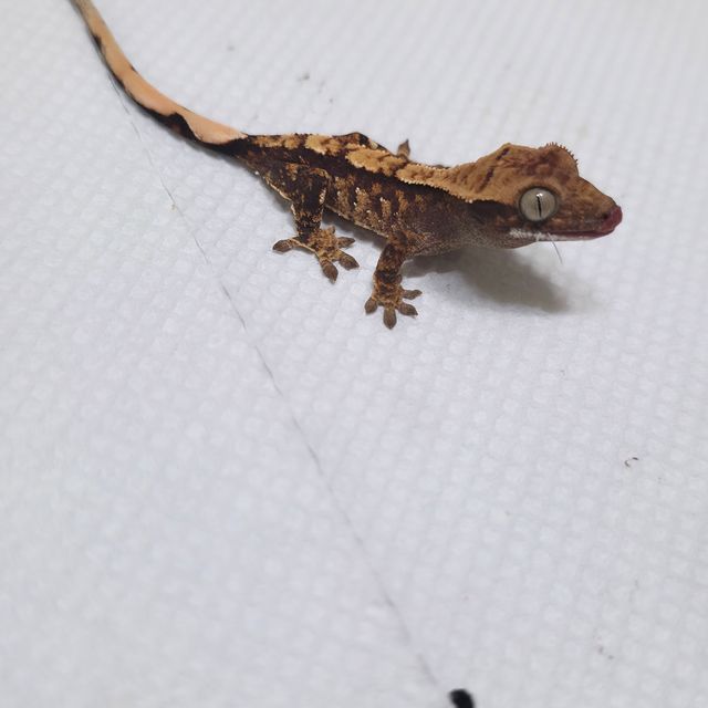 트라이