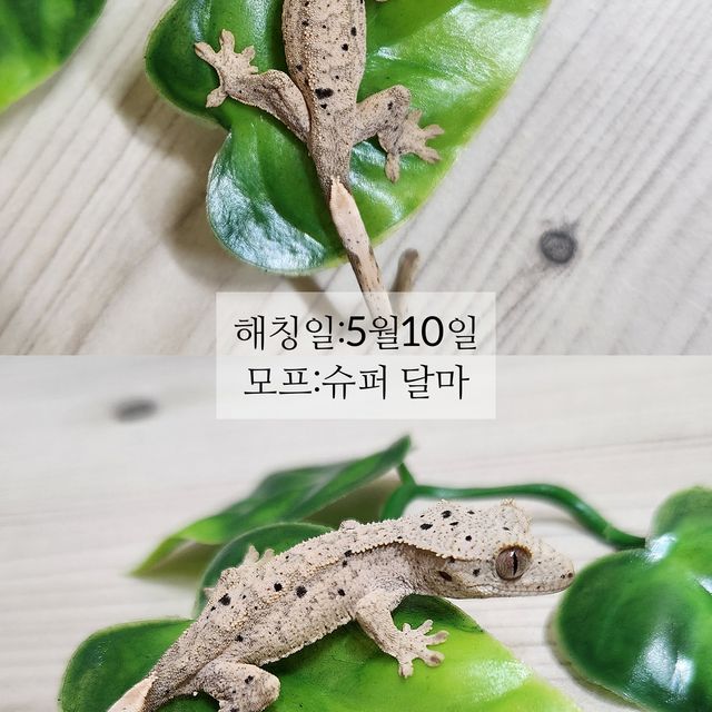 슈퍼달마시안