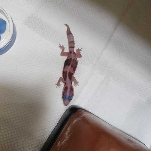 화이트아웃