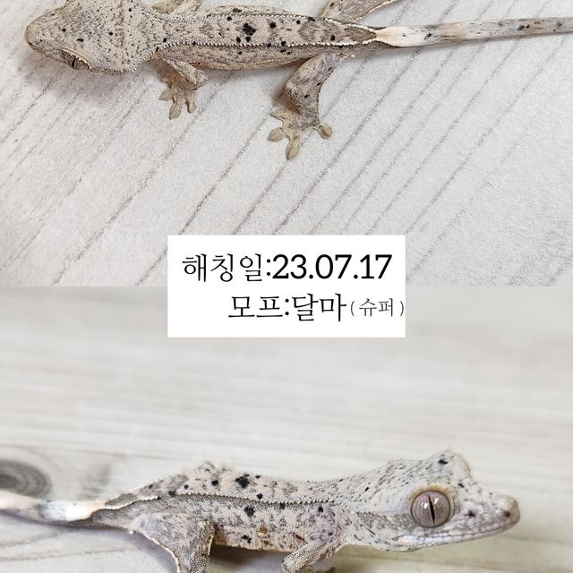 슈퍼달마시안