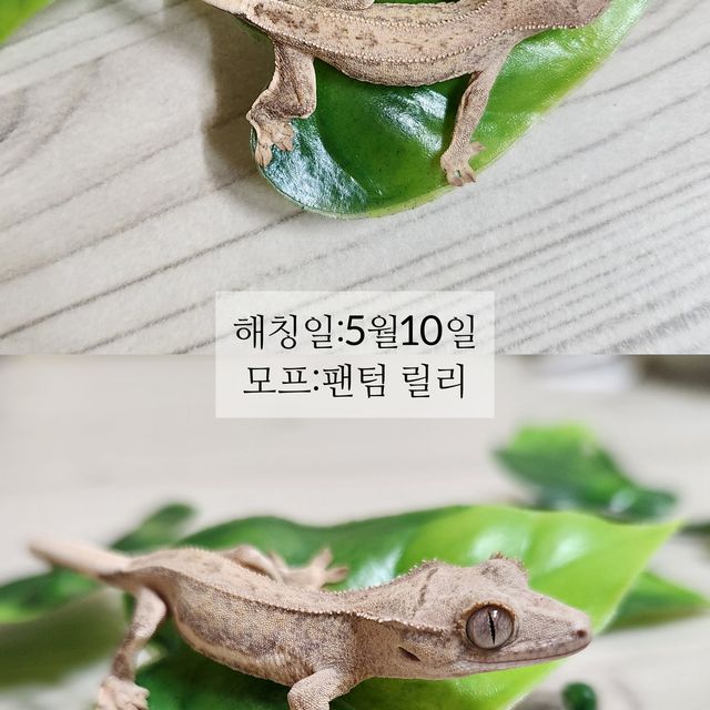팬텀 릴리화이트