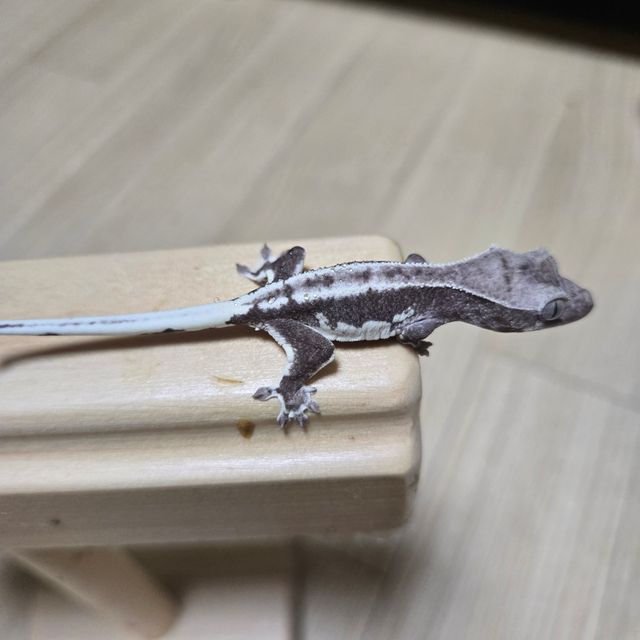 릴잔틱