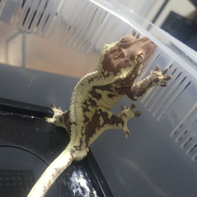 프라푸치노