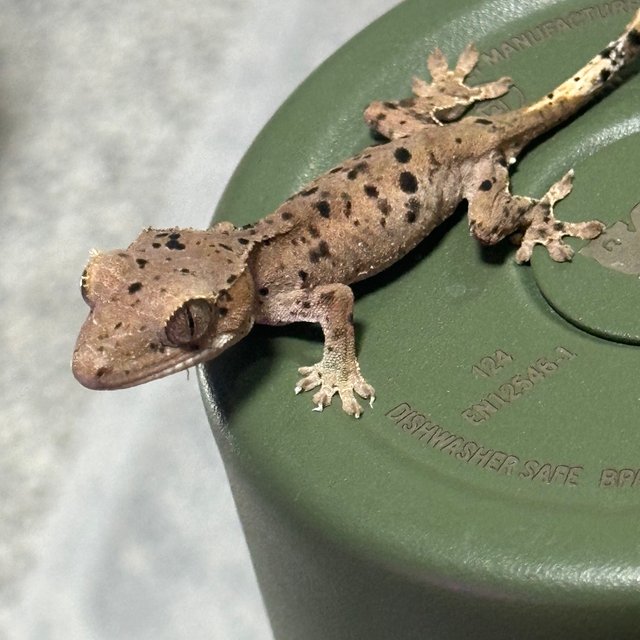 슈퍼달마시안 달마시안