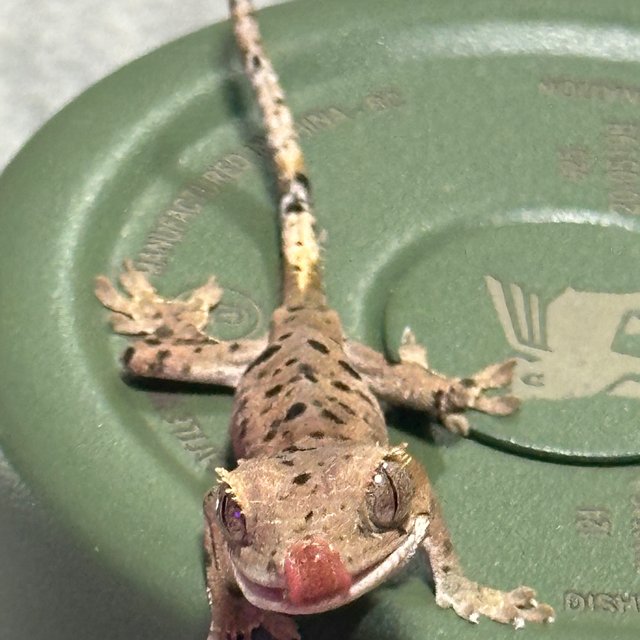 슈퍼달마시안 달마시안