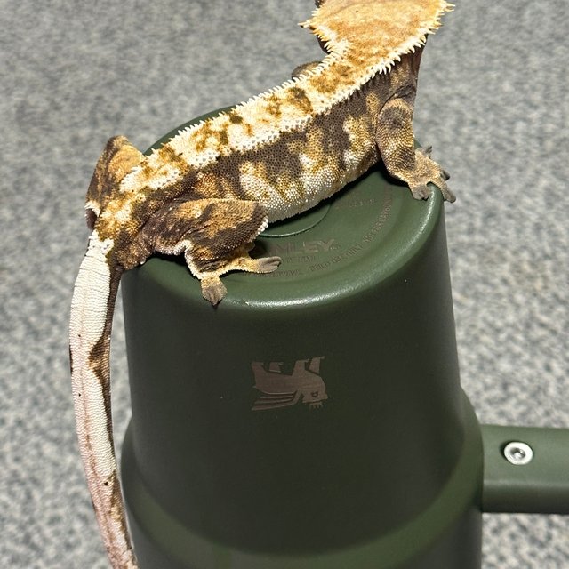 트라이 익스트림할리퀸