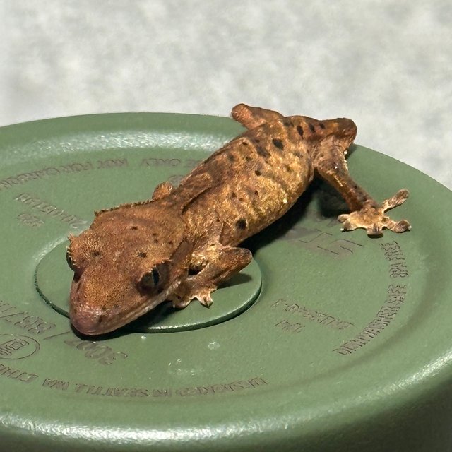 달마시안 슈퍼달마시안