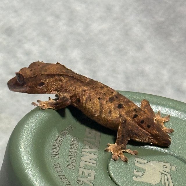 달마시안 슈퍼달마시안