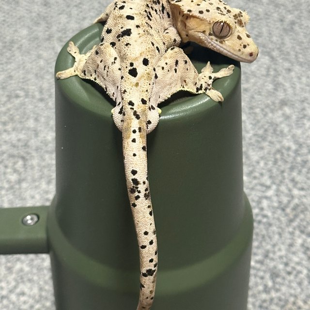 달마시안 슈퍼달마시안