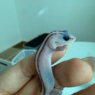 오레오 패턴리스