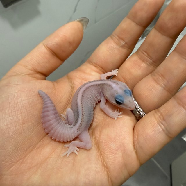 오레오 패턴리스