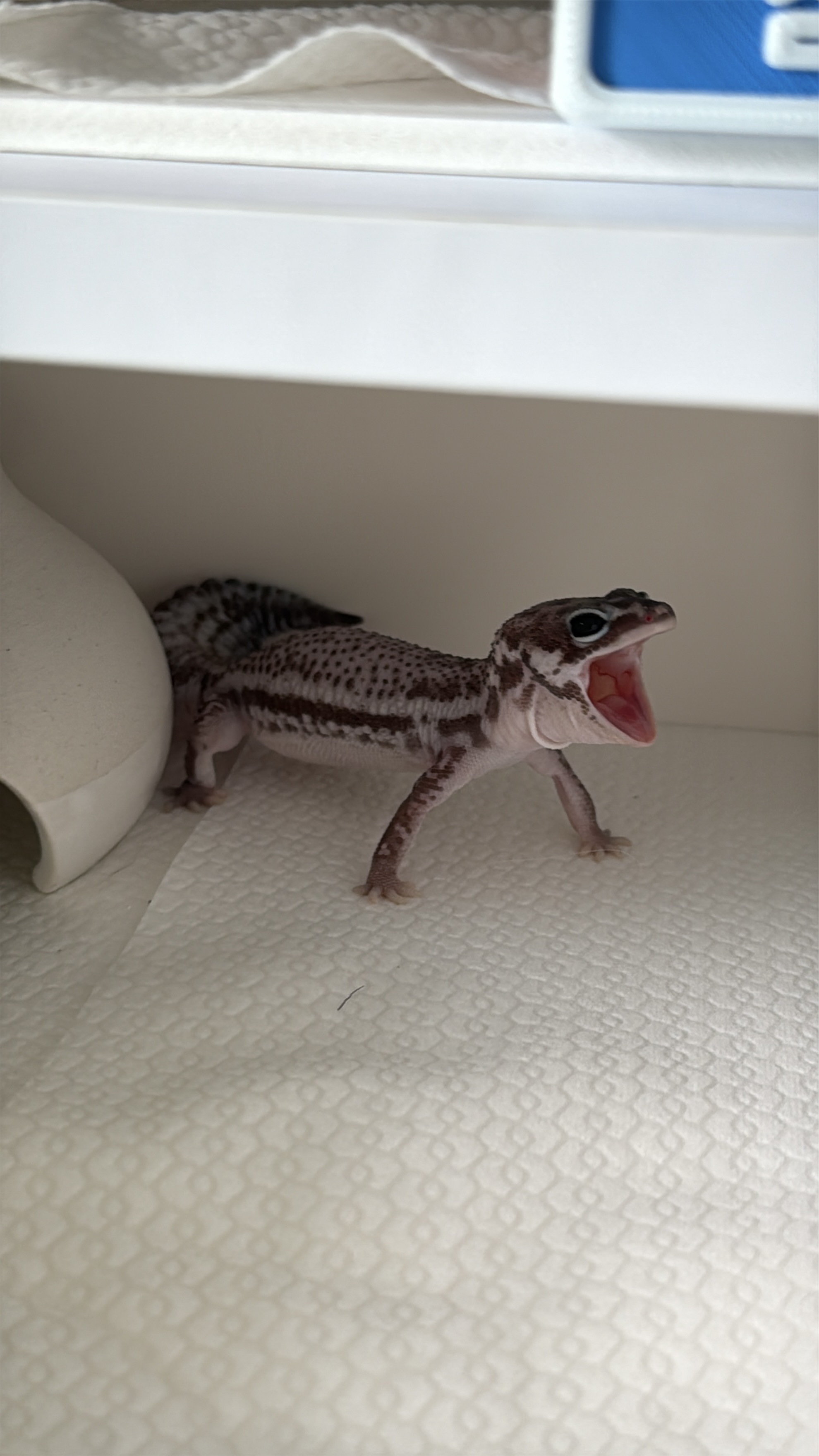솜콩