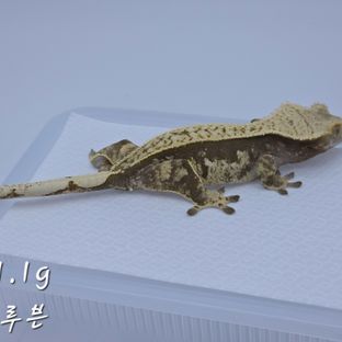 노멀
