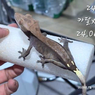 카푸치노