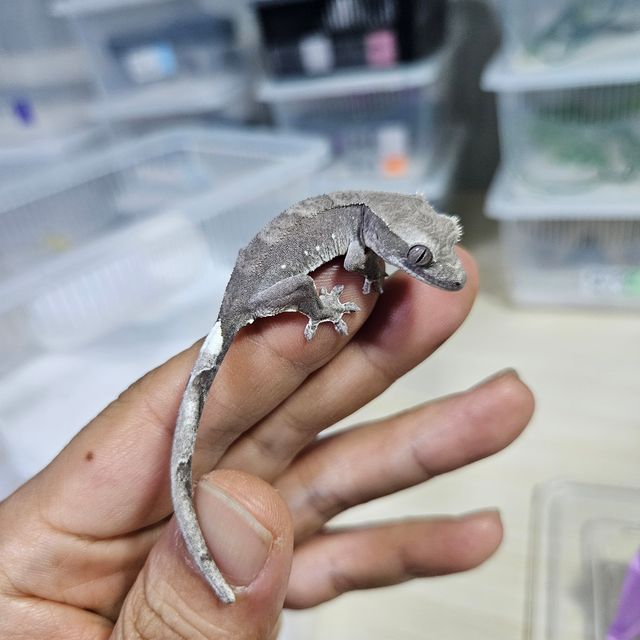 아잔틱