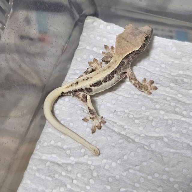 프라푸치노