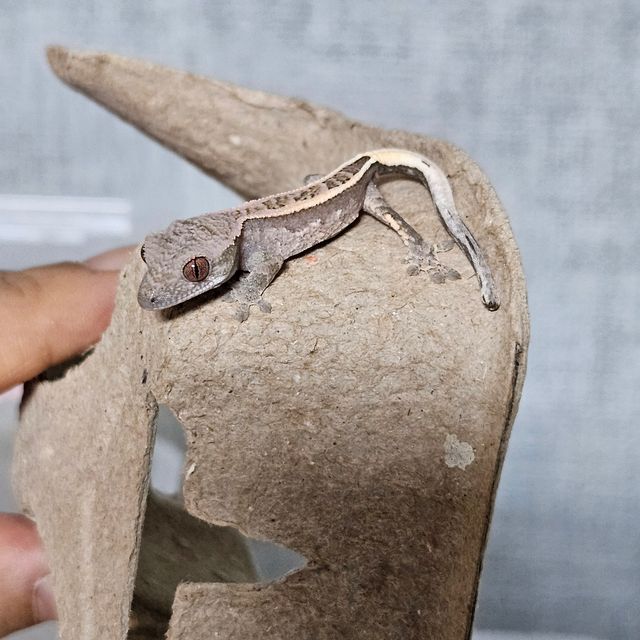 카푸치노