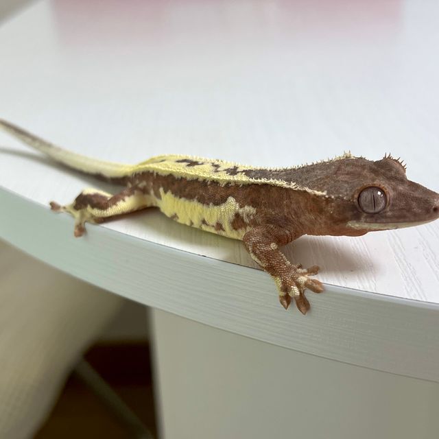 100%헷아잔틱 프라푸치노