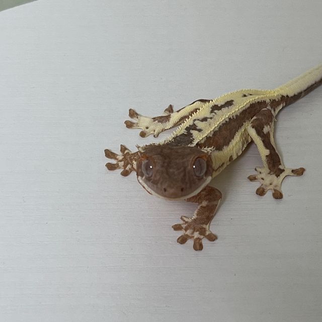 100%헷아잔틱 프라푸치노