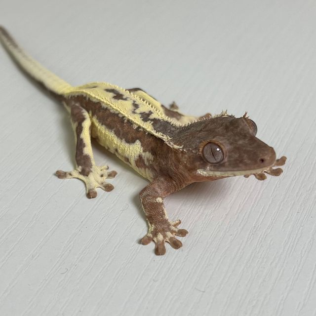 100%헷아잔틱 프라푸치노