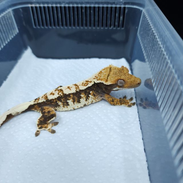 트라이 익스트림할리퀸 바브