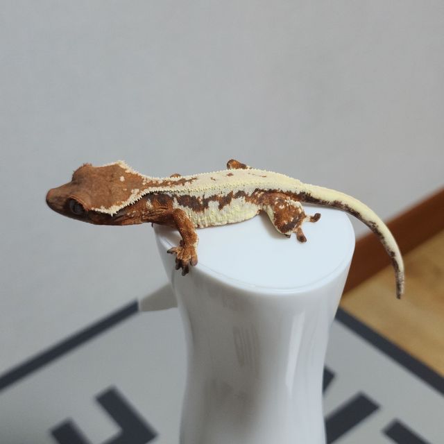 세이블 릴리 세이블 릴리화이트