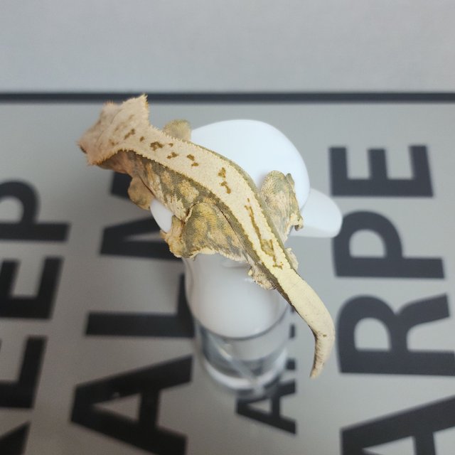 풀핀 익스트림할리퀸 텐저린 트라이