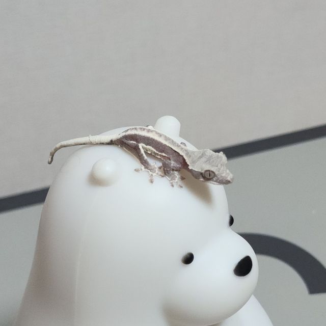 아잔틱 100%헷아잔틱 릴잔틱