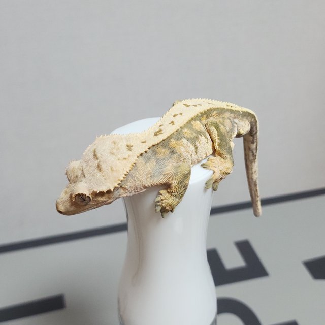 풀핀 익스트림할리퀸 텐저린 트라이