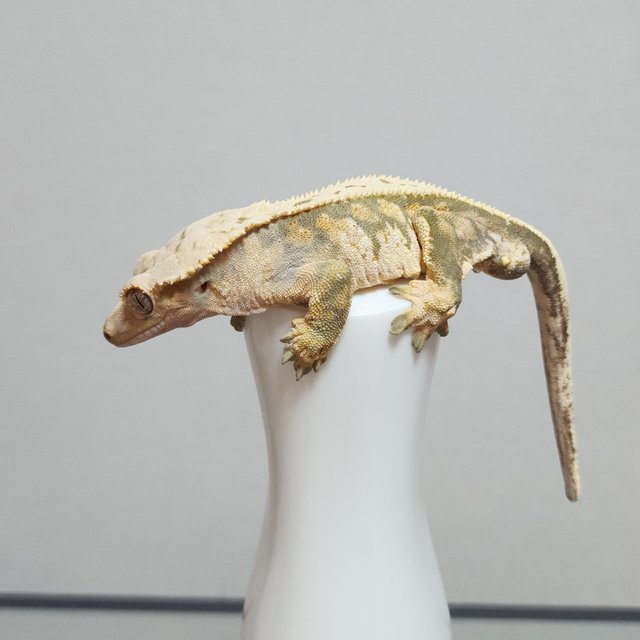 풀핀 익스트림할리퀸 텐저린 트라이