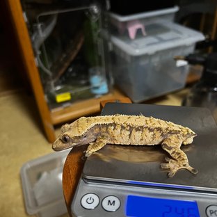 핀스트라이프 익스트림할리퀸