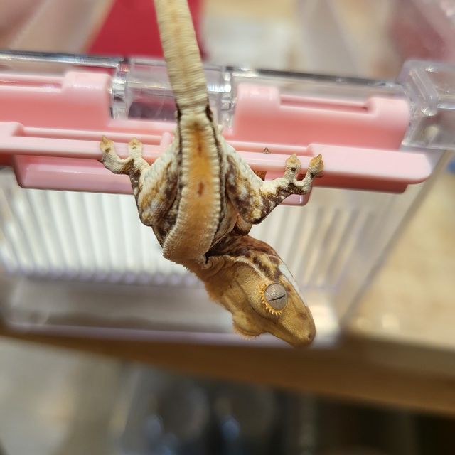 릴리화이트 드리피 레이지 판다