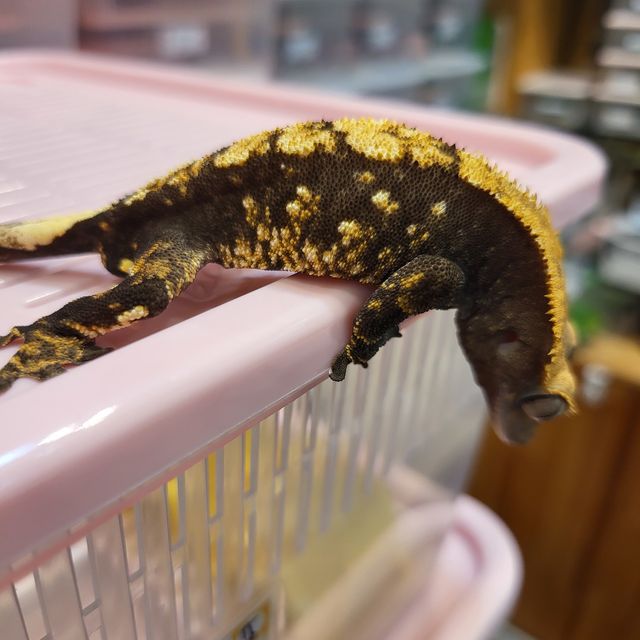 노멀 다크