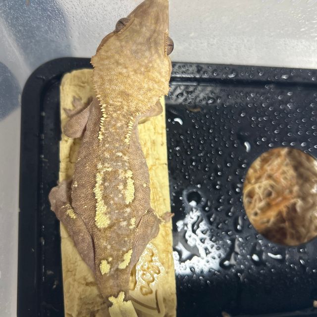 카푸치노