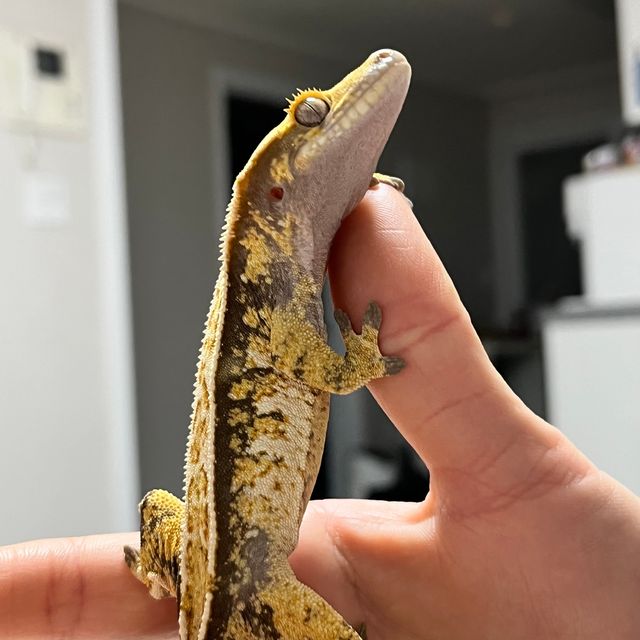 트라이