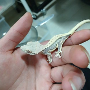 릴리100%헷아잔틱