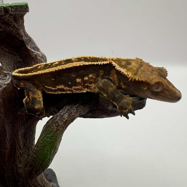 엠티백 슈퍼스트라이프