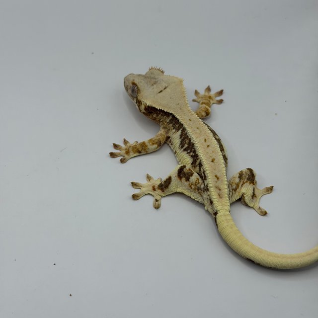 릴리100%헷아잔틱