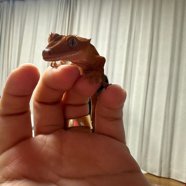팬텀 레드 릴리화이트