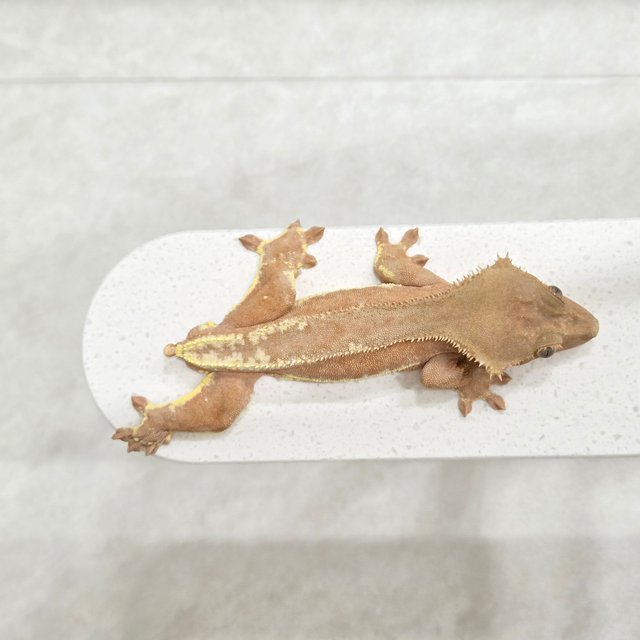 릴리화이트 팬텀 레드