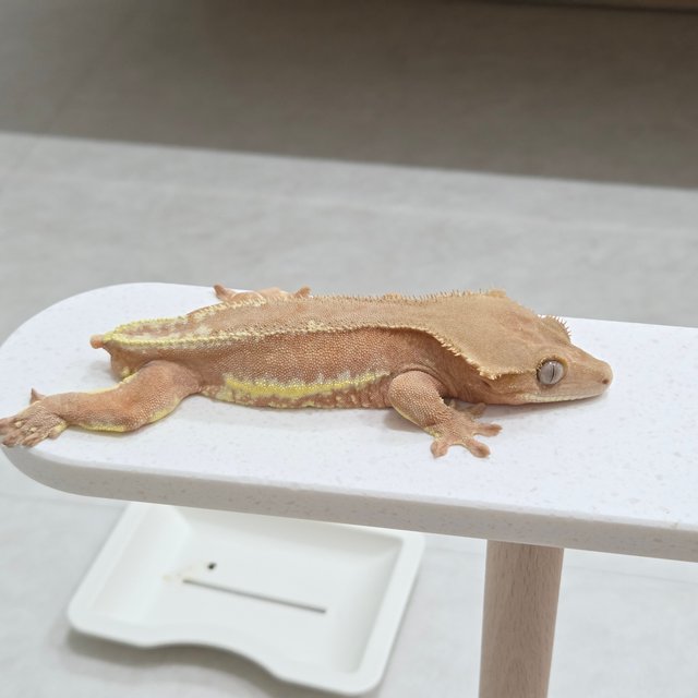 릴리화이트 팬텀 레드