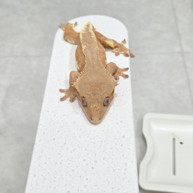 릴리화이트 팬텀 레드