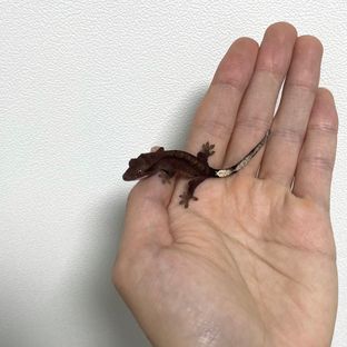 챠콜