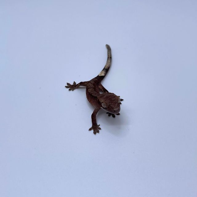 다크 벅스킨