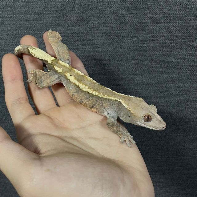 세이블