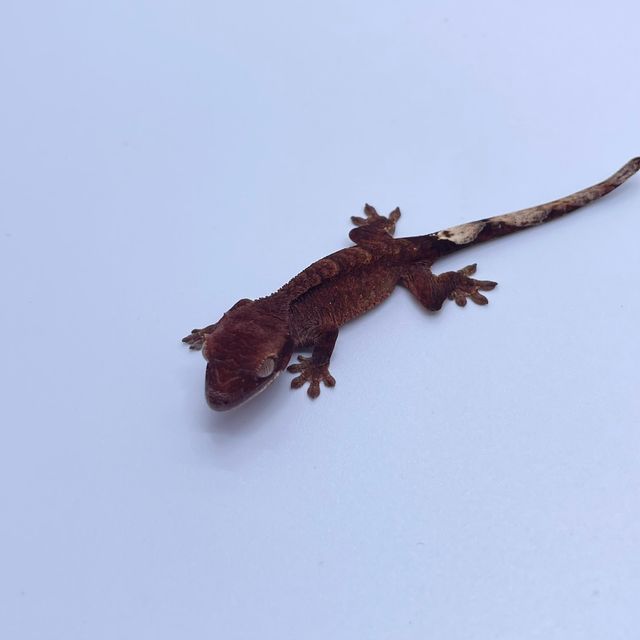다크 벅스킨