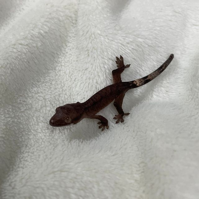 다크 벅스킨