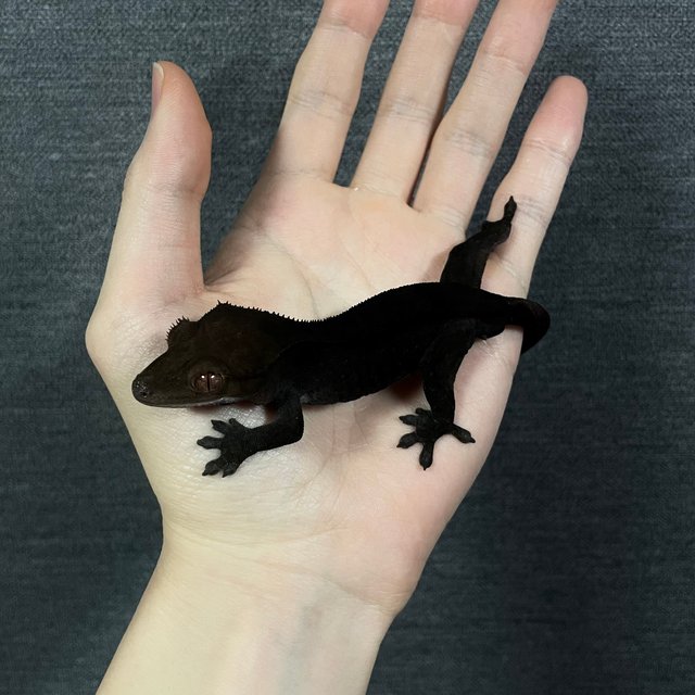 챠콜 팬텀 카푸치노