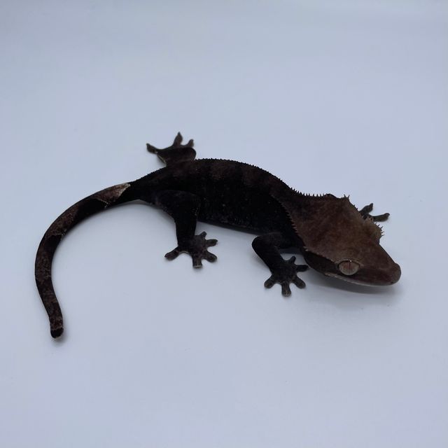 챠콜 아잔틱