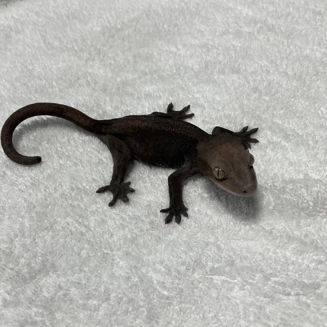 슈퍼스트라이프 아잔틱